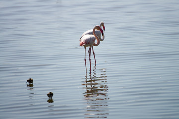 Flamingos Serengeti
