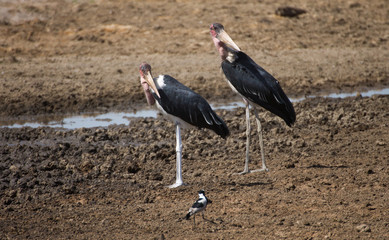 Marabus -Serengeti