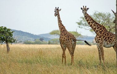 Giraffen Serengeti