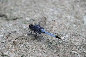 岩の上のトンボ