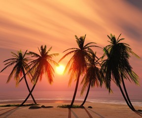 Sea beach with palm trees