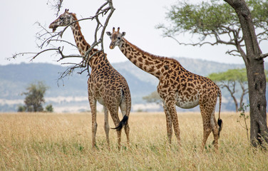 Giraffen Serengeti