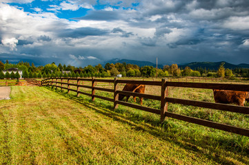 Beautiful lane with green grass, wooden fence and brown cows with cloudy sky and mountains on the...