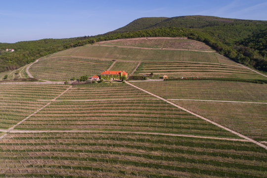 aerial view of beautiful vineyard