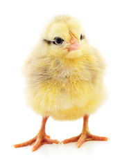 Fototapeta premium Small yellow chicken.