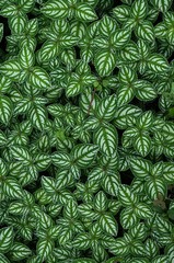 Naklejka na ściany i meble Dieffenbachia leaf texture