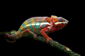 Panthère caméléon sur fond noir