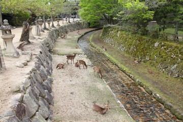 Deer of Miyajima