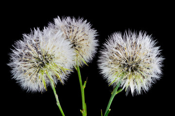 Beautiful and amazing focus stacked macro closeup of three dandelions on a black background, with many rain water dew drops on the petals and seeds