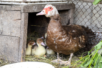 Muscovy duck mother with ducklings.