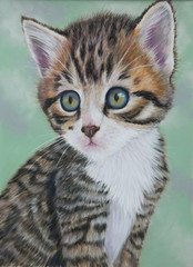 Calico Kitten Pastel Painting