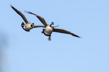 Two Canada Geese Flying in a Blue Sky