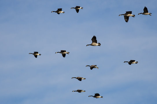 Flock of Canada Geese Flying in a Blue Sky