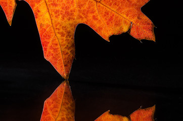 Close Look at the Beauty of a Colorful Autumn Leaf