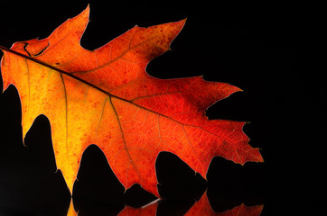 Close Look at the Beauty of a Colorful Autumn Leaf