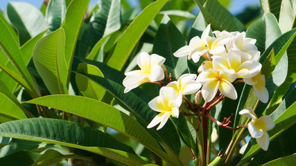 BALI バリ プルメリア Plumeria