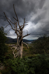 Old tree at ladies view, Ireland
