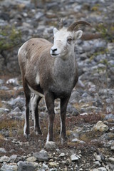 Upright picture of a young caribou