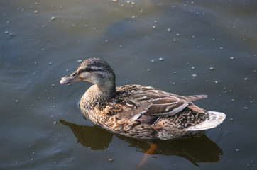 A beautiful female of a wild duck is swimming in water.