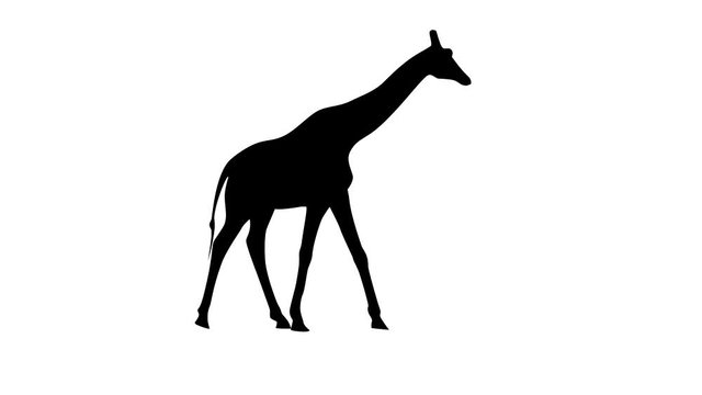 Black silhouette of giraffe, animation on the white background