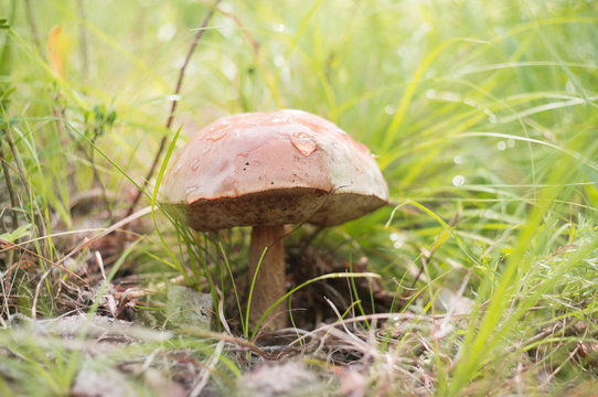 An artistic photo of a beautiful mushroom in the forest. Selective focus