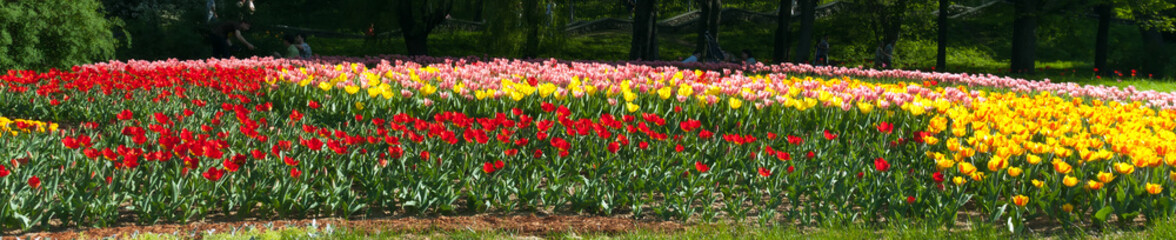 Fototapeta premium Tulips in a city park Keukenhof