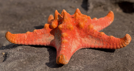 Shell Sea Star tropical sand beach at sunset - Summer background