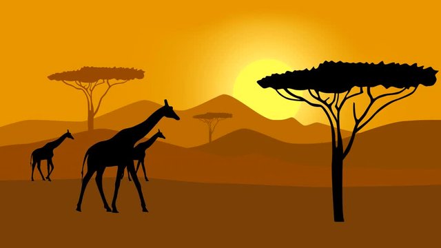 Black silhouettes of giraffes walking in savanna, animation