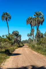 Fototapeta na wymiar Palms on El Palmar National Park, Argentina