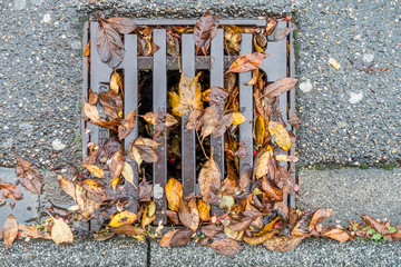 Herbstlaub verstopft Wasserabfluss