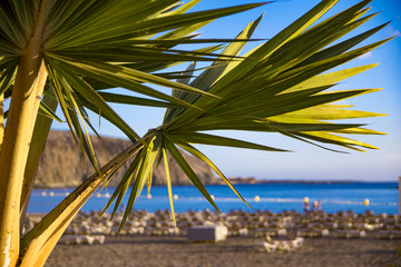 Palm on a tropical beach with coastline in the background