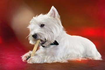 West Highland White Terrier with a chewing bone, black background and copy space