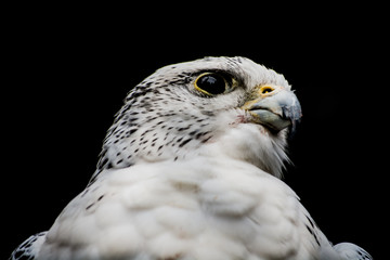 Falcon