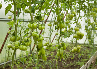Green organic tomatoes growing in greenhouse. Harvest of vegetables. Agriculture, gardening.