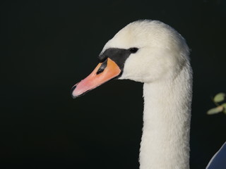 Selfie de cygne au soleil