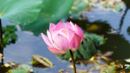 バリ サラワスティ寺院 蓮の花 BALI Sarawasuti temple  Lotus flower