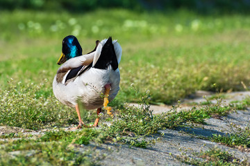 Mallard duck shitting on green grass on the riverbank