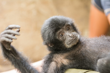 baby monkey laying around