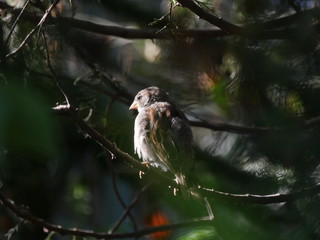 Rayon de soleil sur oiseau dans les arbres de Montmartre 