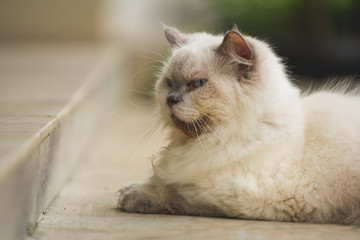cat sit in terrace