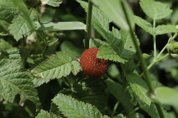 MORANGO SILVESTRE II