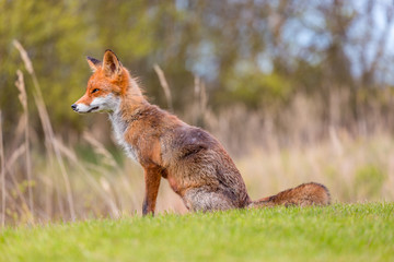Wild red fox near HIrtshals