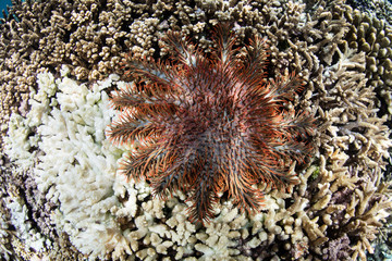Crown-of-Thorns Sea Star Feeding on Coral