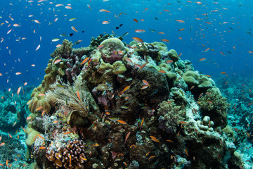 Naklejka na ściany i meble Small Reef Fish Swim Over a Reef in the Banda Sea, Indonesia
