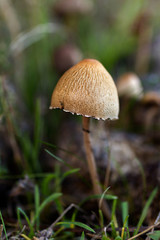 Small mushroom between the grass in a pine forest.