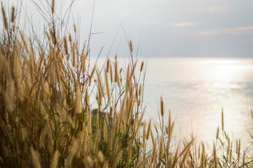 Spikelets on the coast of sea on sunset