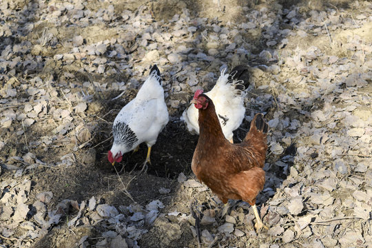 Hens in the yard of a hen house