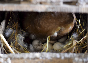 Naklejka na ściany i meble musky duck on the nest. Reproduction of musk ducks