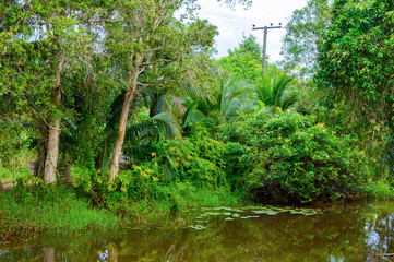 a small river in the green dense jungle