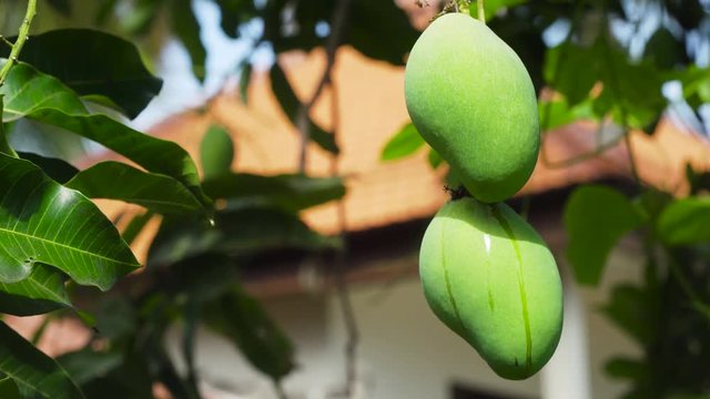 Mango tree with fruits. Bunch of green mango on tree. Bunch of green ripe mango on tree in garden. 4K video, Philippines.